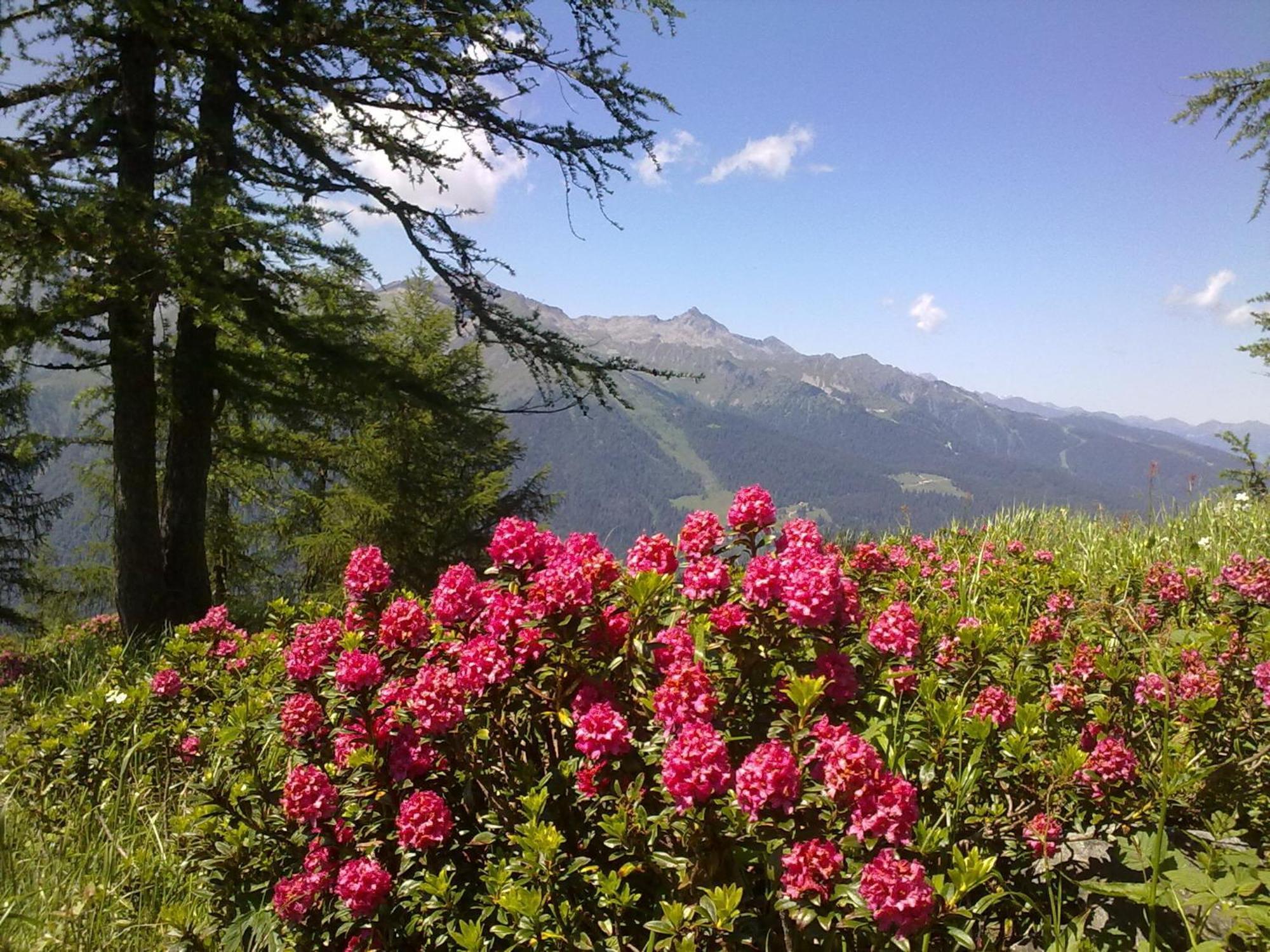 Hotel Alpina Pinzolo Esterno foto